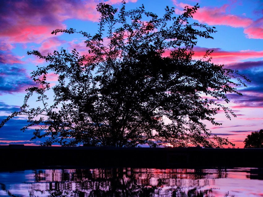 tree, sunset, branches, clouds