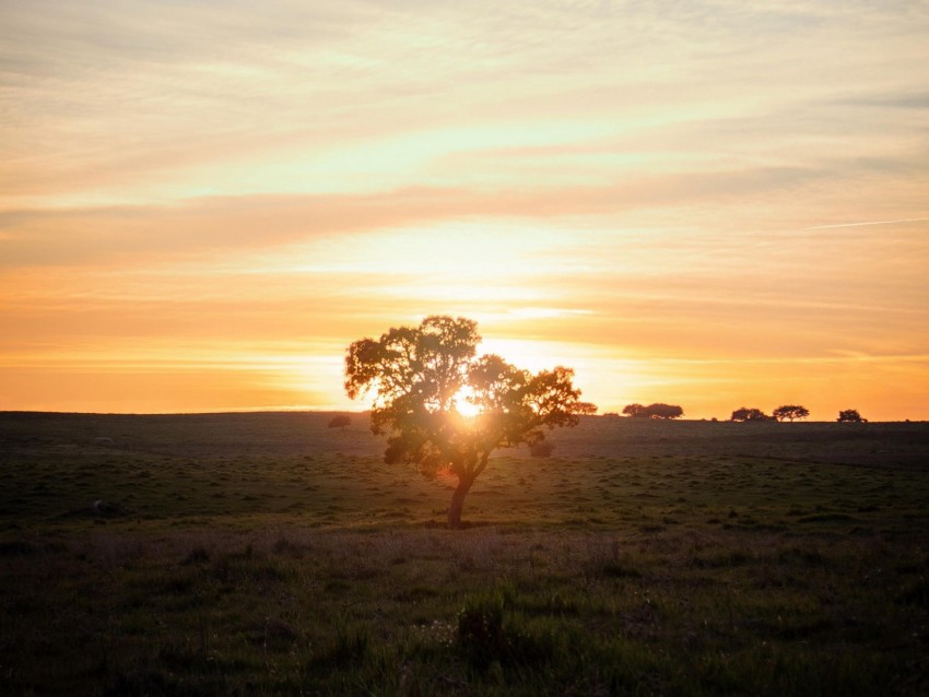 tree, sunset, field, horizon, sunlight