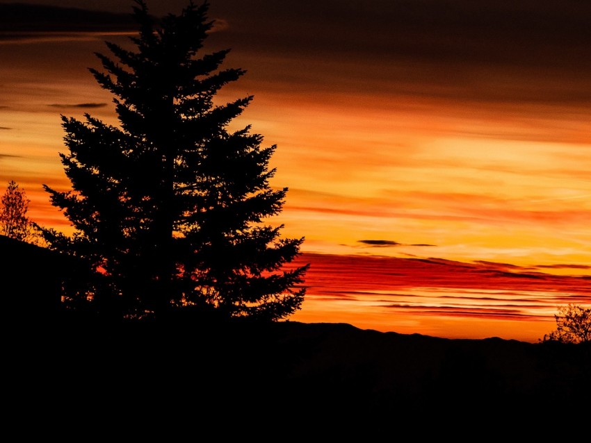 tree, sunset, night, sky, outlines