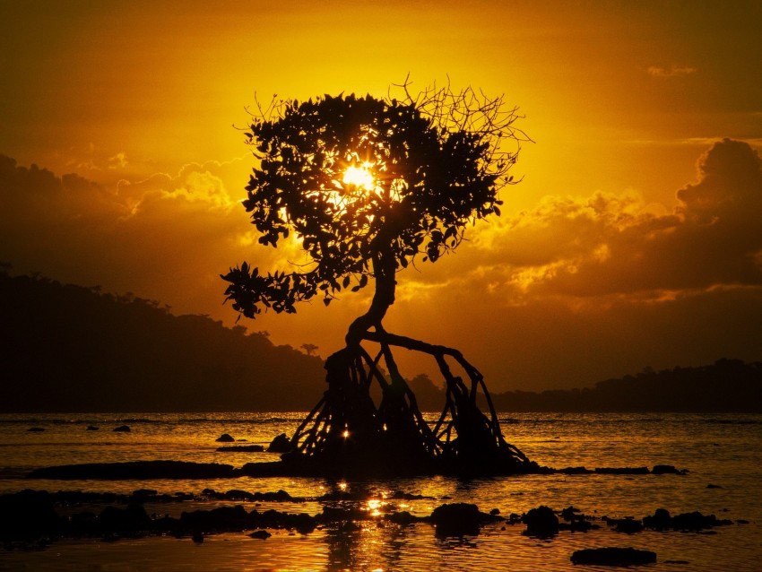 Tree Sunset Roots Shore Bali Background