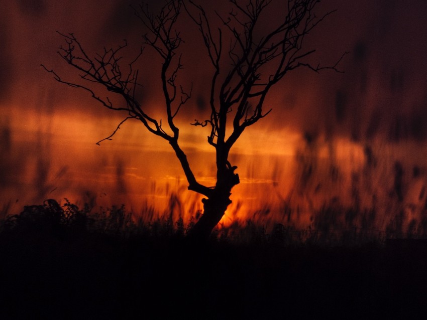 Tree Sunset Twilight Dark Landscape Background