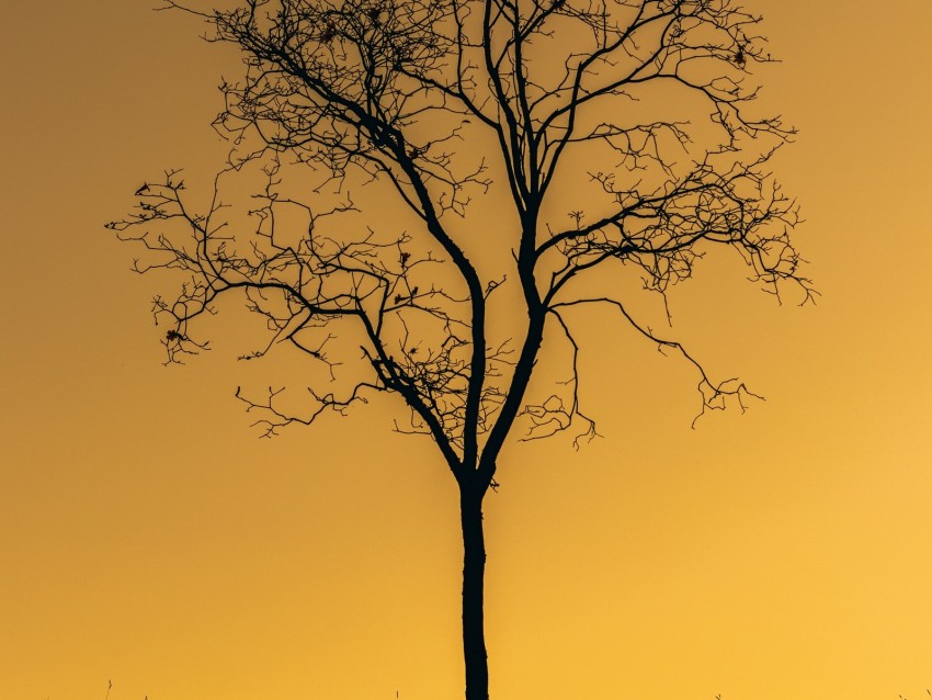 tree, sunset, twilight, dark, lonely