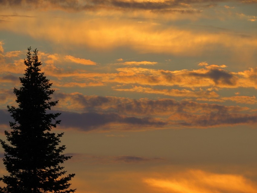 tree, sunset, twilight, dark, sky