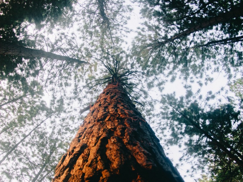 Tree Trunk Crown Forest Trees Background