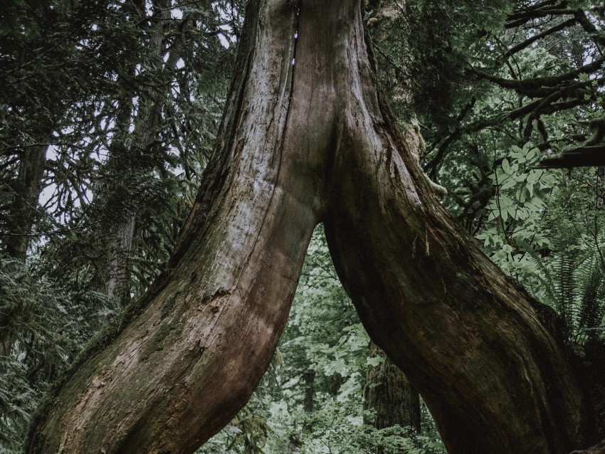 Tree Trunk Roots Fern Forest Background