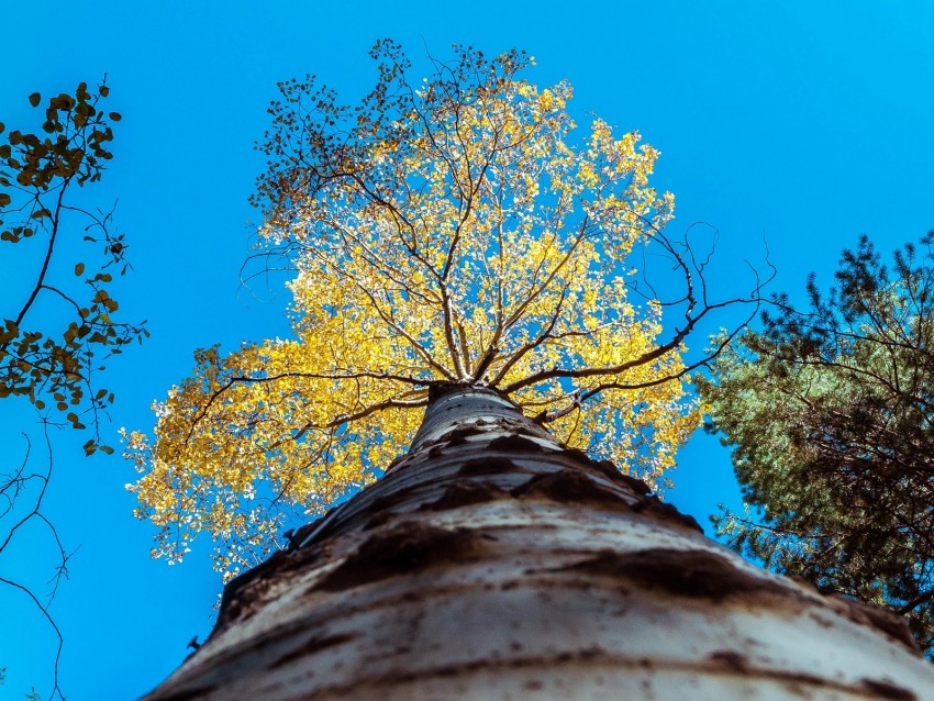 tree, trunk, sky, bottom view, branches