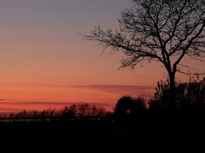 tree, twilight, dark, evening, bushes, outlines