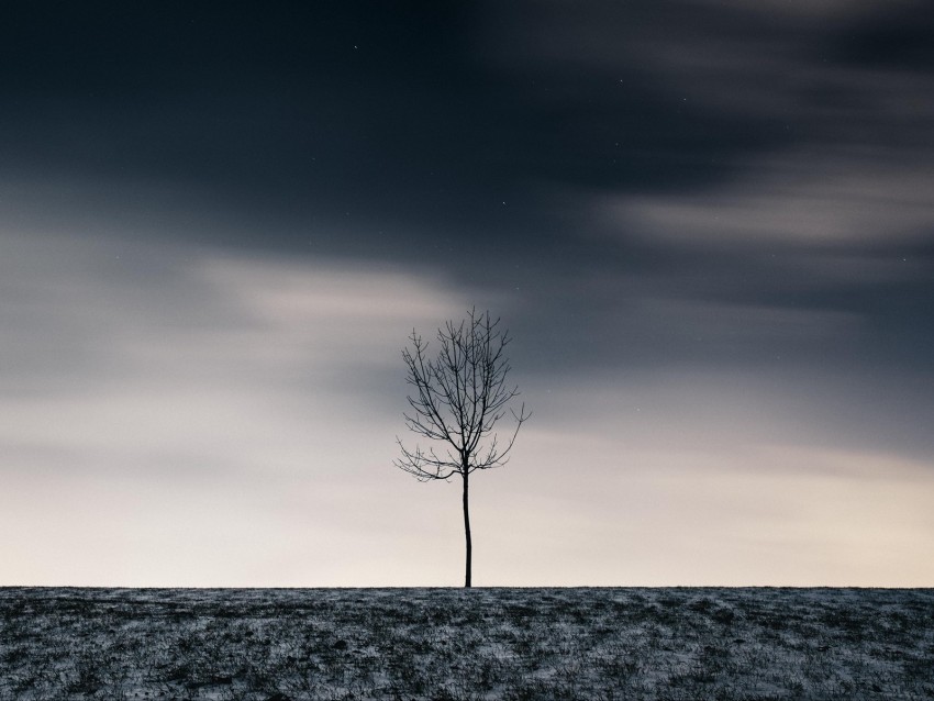 tree, winter, minimalism, snow, starry sky