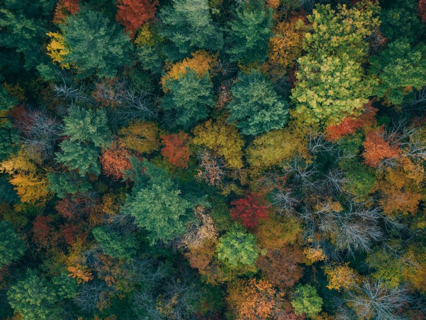 trees, aerial view, autumn, autumn colors, forest, colorful