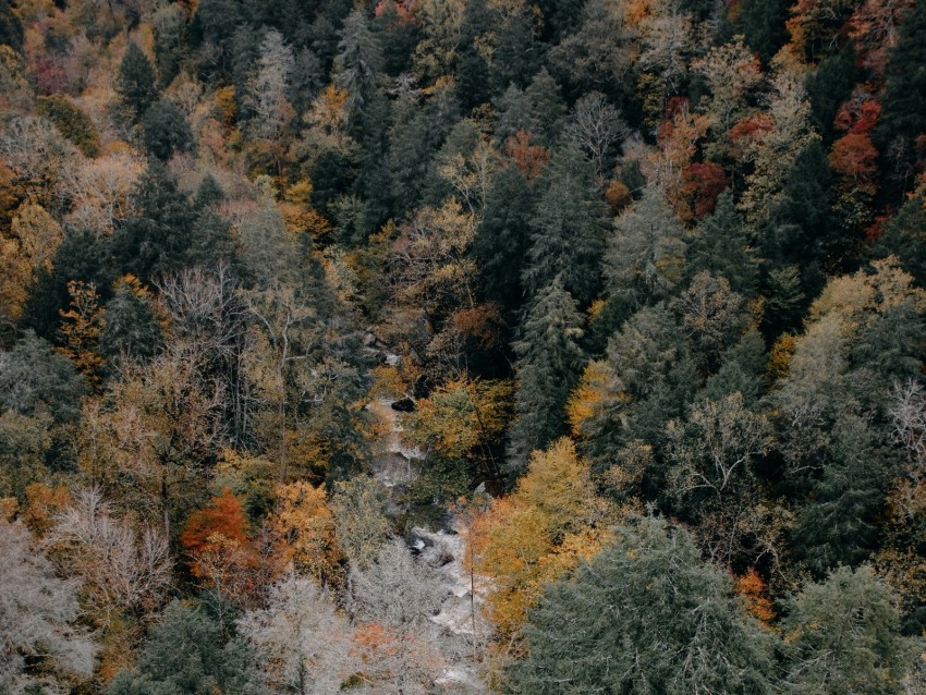 trees, aerial view, autumn, colors of autumn, tops