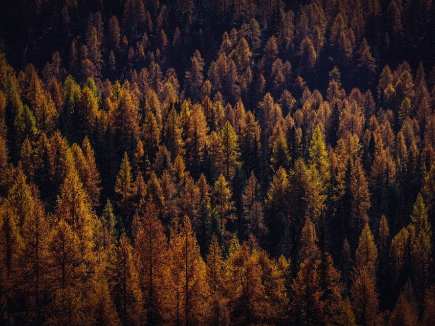 Trees Aerial View Autumn Shadows Forest Background