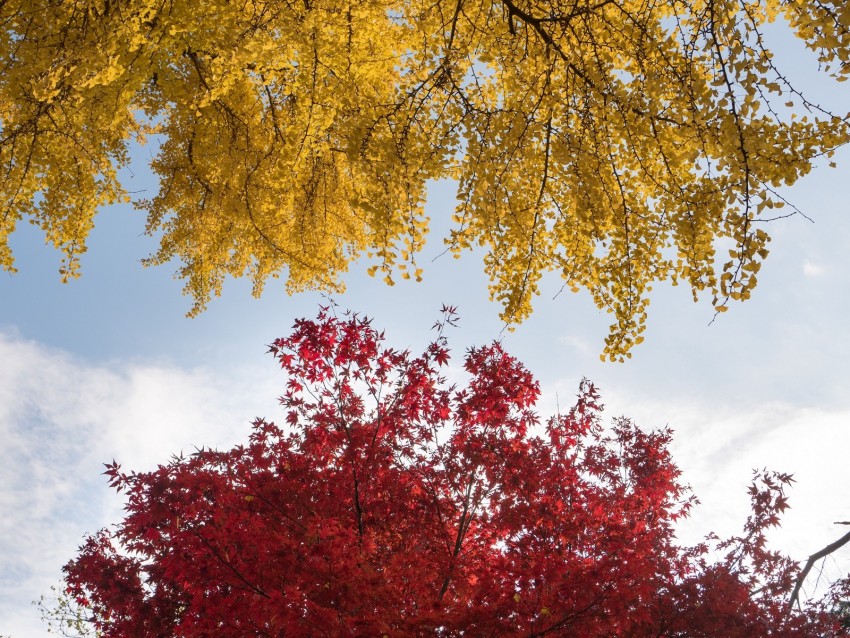 trees, autumn, fall colors, foliage