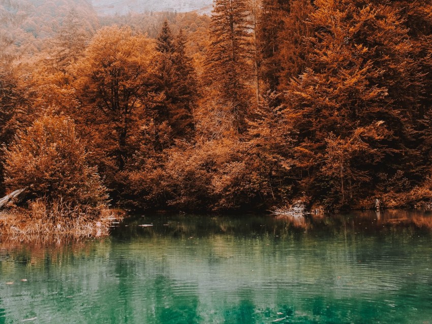 trees, autumn, lake, fog, water