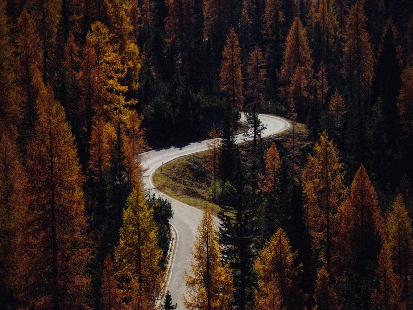 Trees Autumn Road Aerial View Forest Background