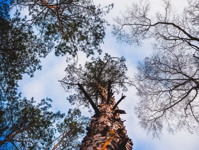 trees, bark, view from below, branches, sky, clouds