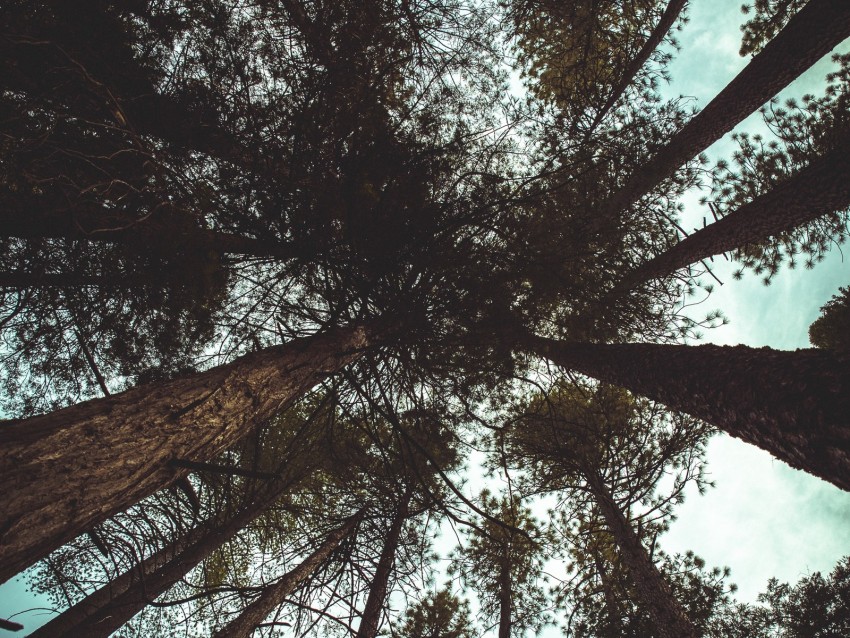 Trees Bottom View Branches Trunks Sky Clouds Background