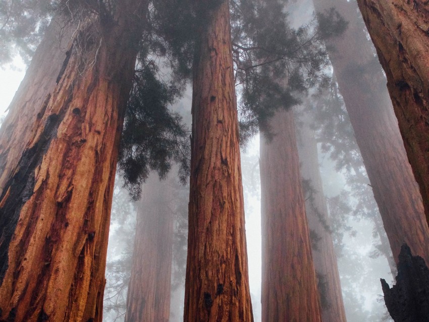 trees, bottom view, fog, trunks, bark, forest