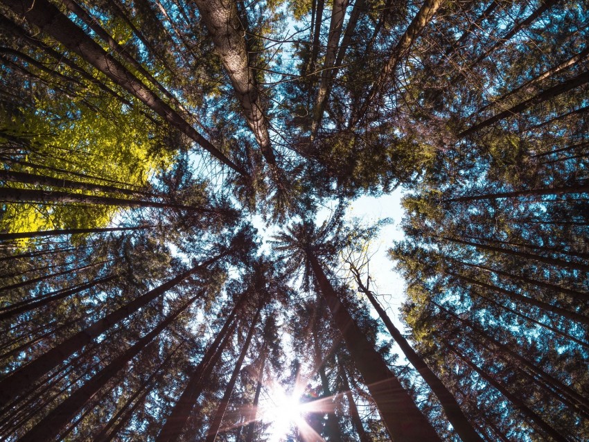 trees, bottom view, forest, trunks, bark, branches