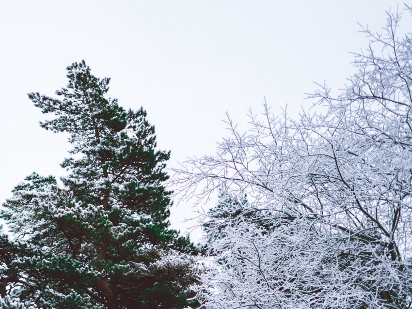 trees, branches, frost, winter, sky