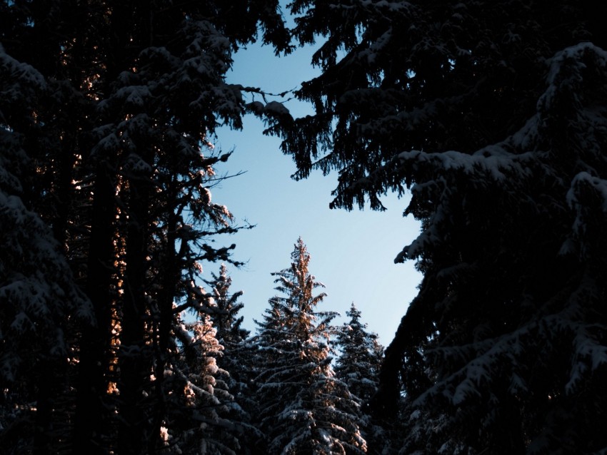 Trees Branches Night Sky Snow Snowy Background