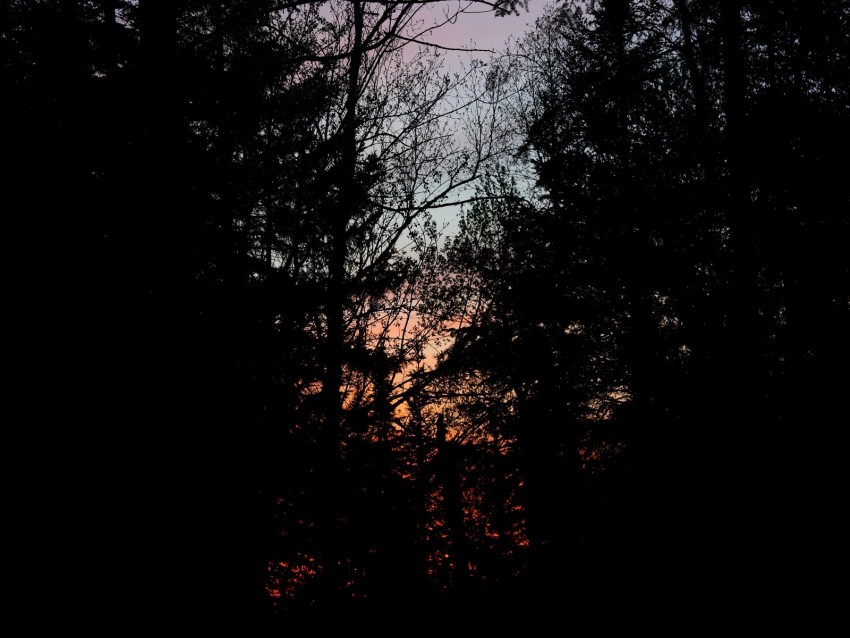 Trees Branches Sunset Dark Forest Background