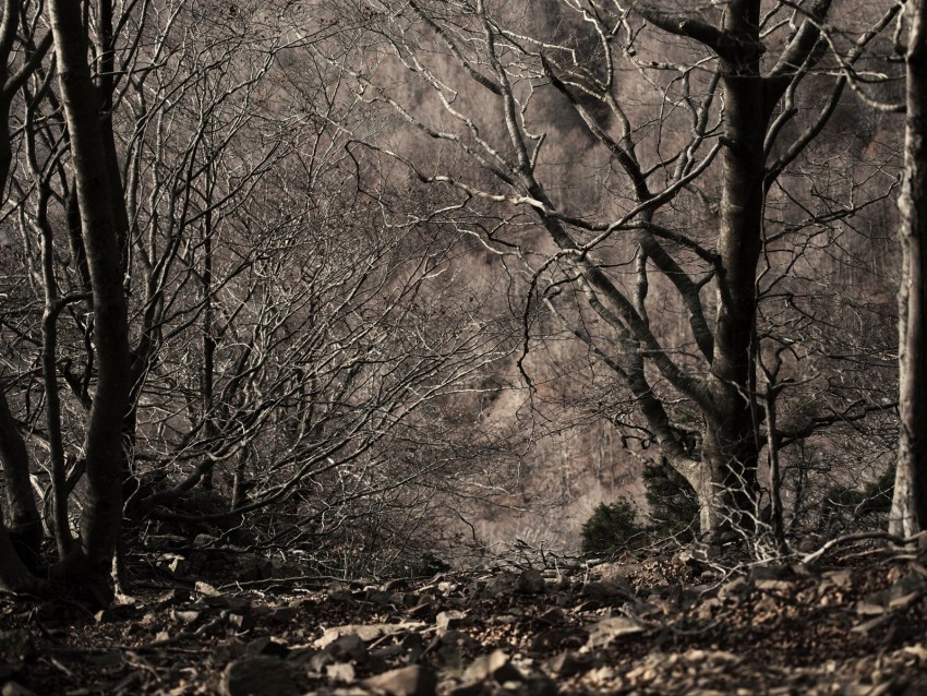 trees, bw, monochrome, branches, autumn