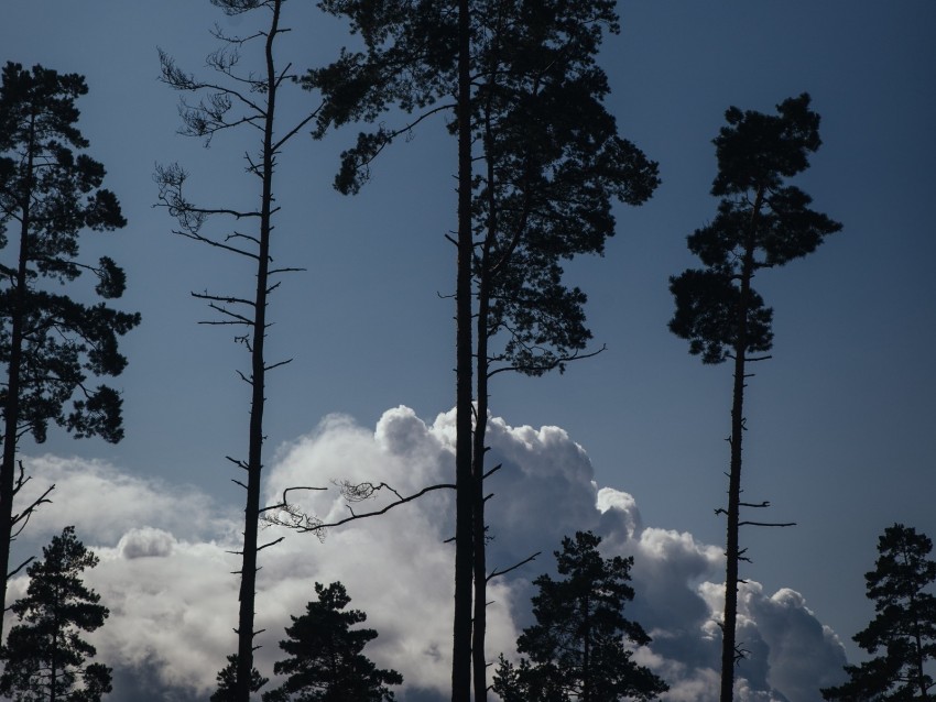 Trees Clouds Tops Outlines Evening Background