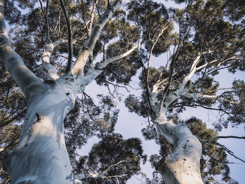 Trees Crowns Branches Treetops Trunks Background