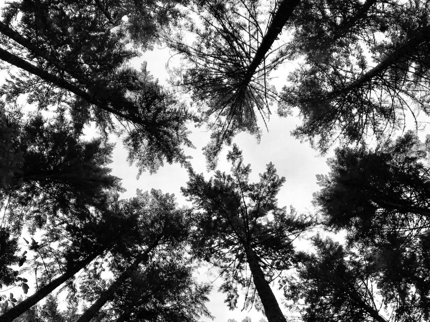 Trees Crowns Forest Tops Bw View Dizzy Background