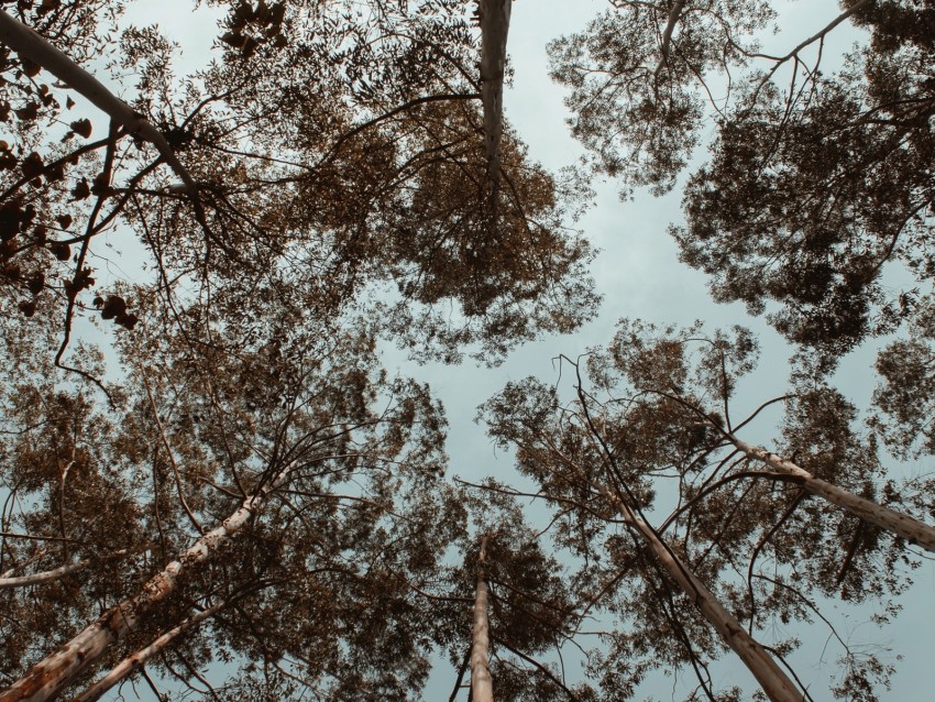 trees, crowns, treetops, sky, bottom view