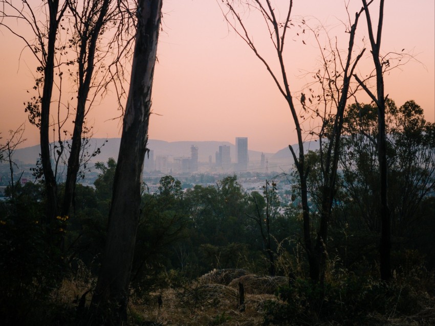 Trees Dawn City Mexico Background