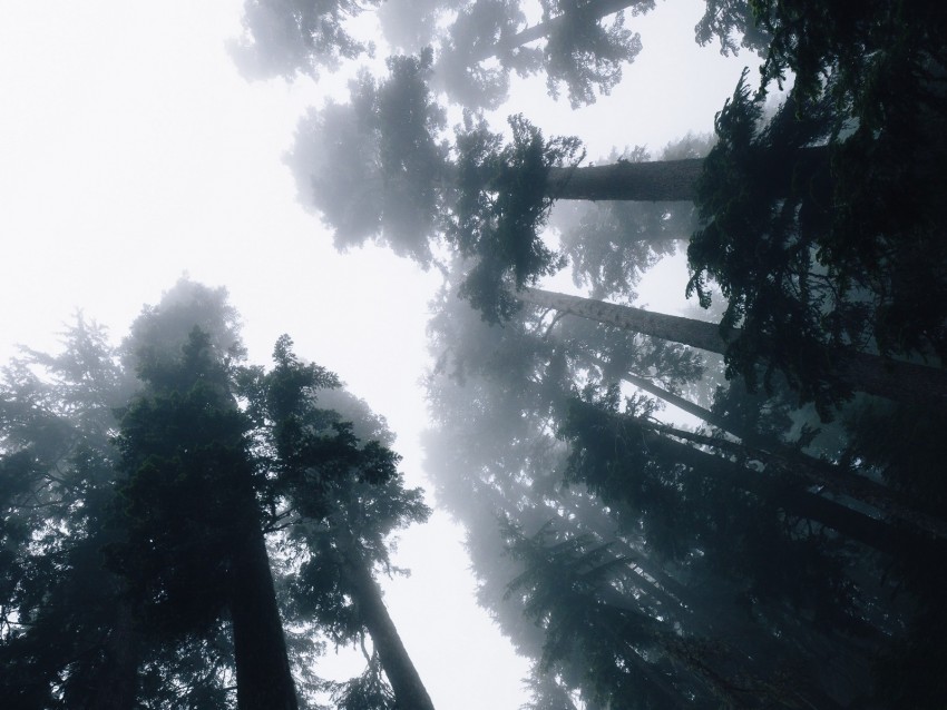 Trees Fog Bottom View Forest Sky Light Background