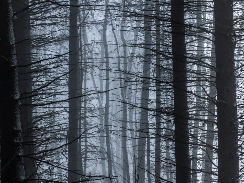 Trees Fog Branches Forest Background