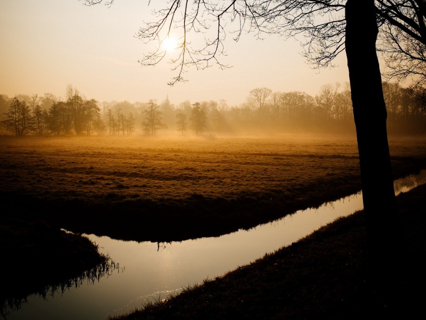 trees, fog, channel, dawn