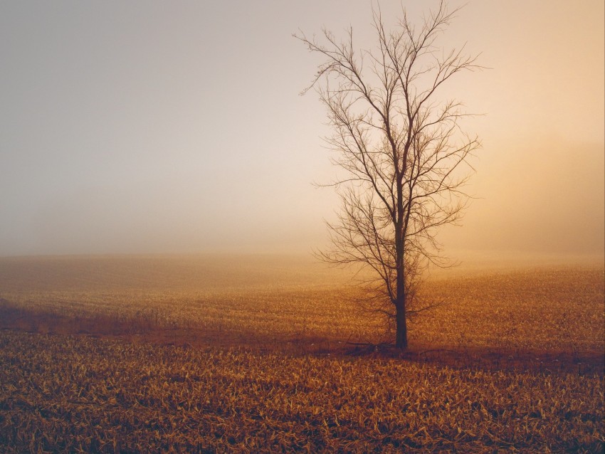 trees, fog, field, horizon, grass, minimalism