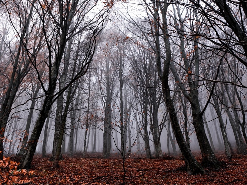 Trees Fog Forest Autumn Foliage Fallen Background