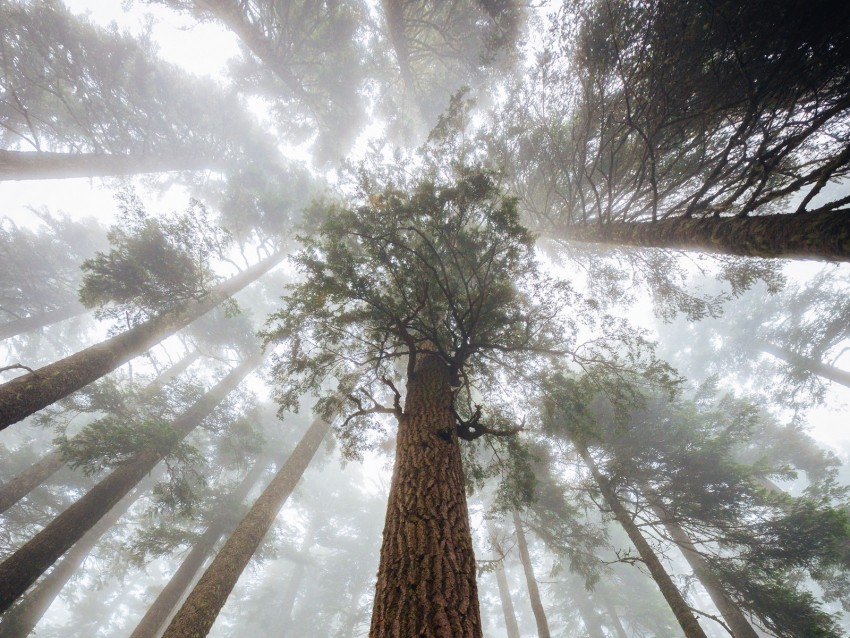 trees, fog, forest, trunk, bark, bottom view