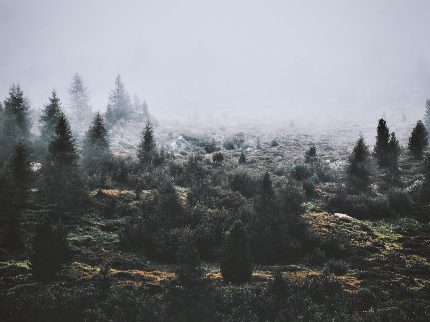 trees, fog, green, grass