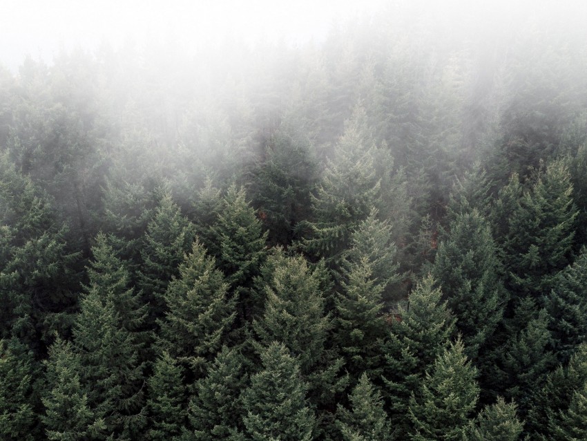 Trees Fog Tops Forest Green Aerial View Background