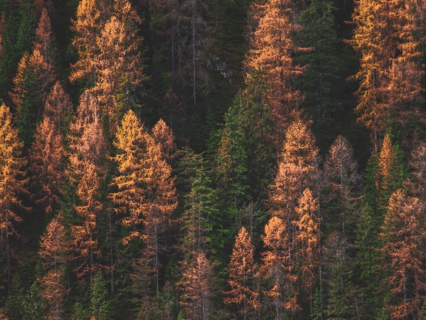 trees, forest, aerial view, autumn, colors of autumn, green, golden