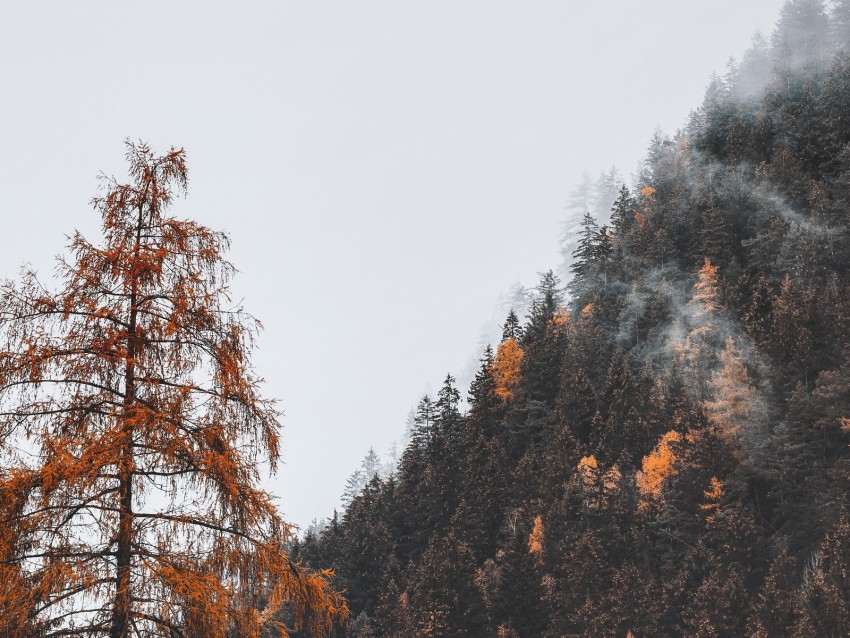 trees, forest, mountain, slope, fog