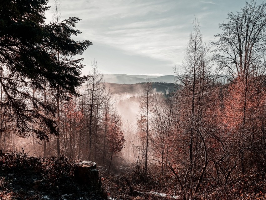 trees, mountains, autumn, fog, aerial view, overview