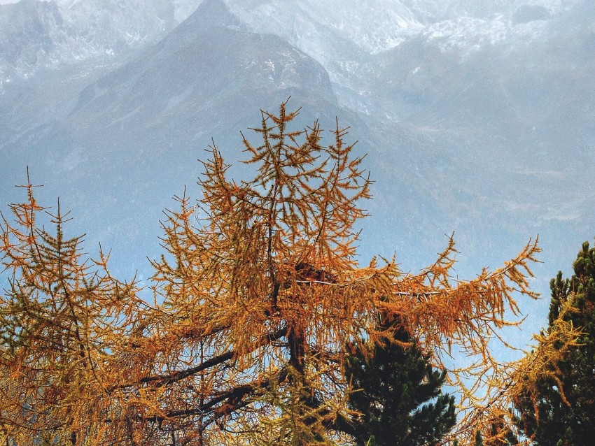 trees, mountains, fog, conifer, pines