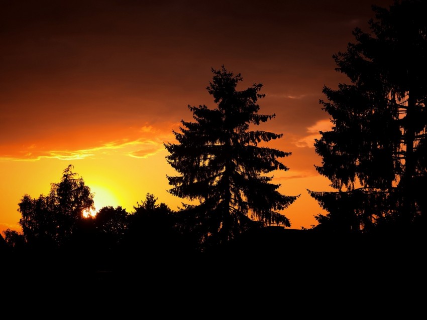 trees, night, forest, branches, outlines