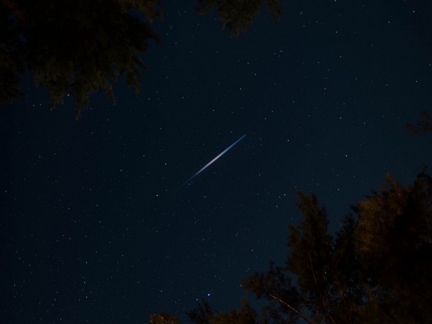 trees, night, starry sky, dark, stars