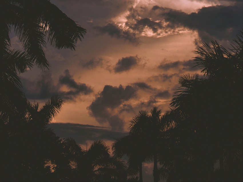 trees, palm trees, clouds, sunset, branches