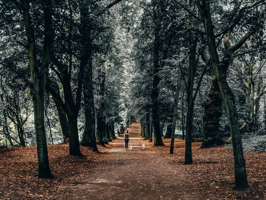 trees, park, girl, dogs, walk