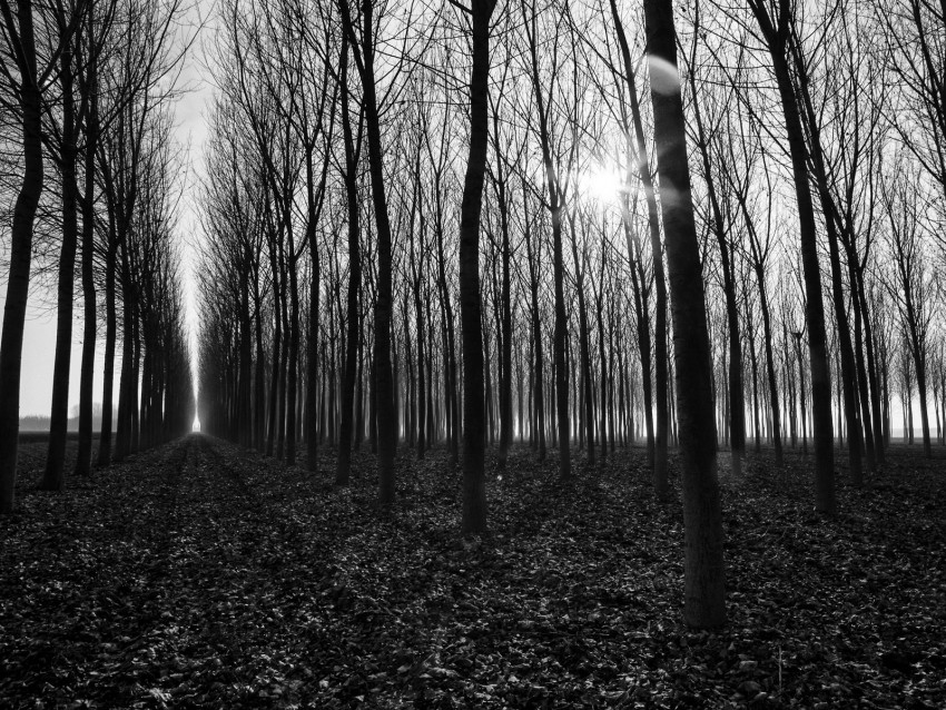 trees, path, bw, gloomy, autumn