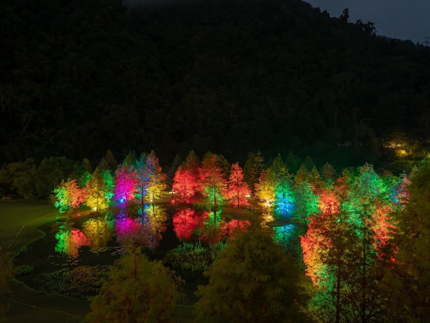 Trees Pond Illumination Backlight Colorful Night Background