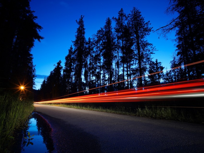 trees, road, long exposure, night